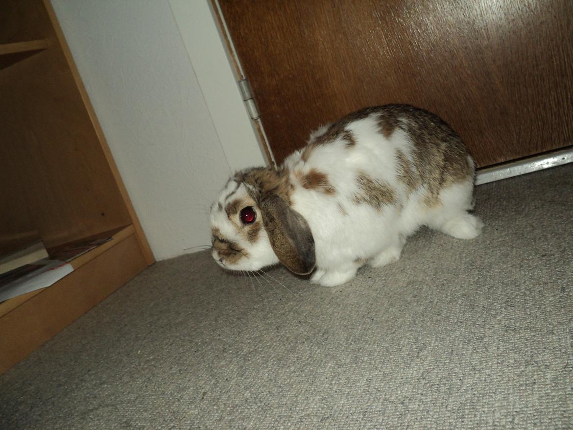 Kanin Wild way ( frede) billede 10