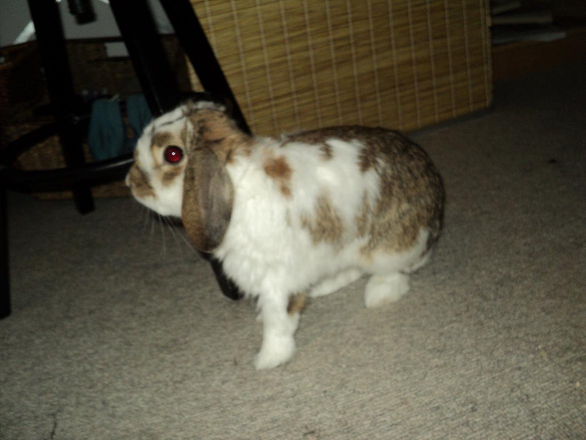 Kanin Wild way ( frede) billede 11