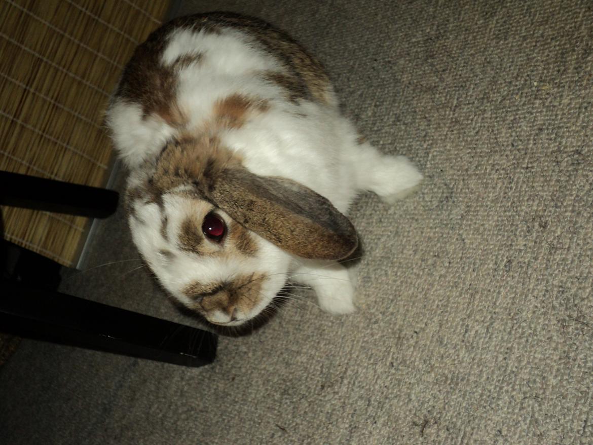 Kanin Wild way ( frede) billede 12