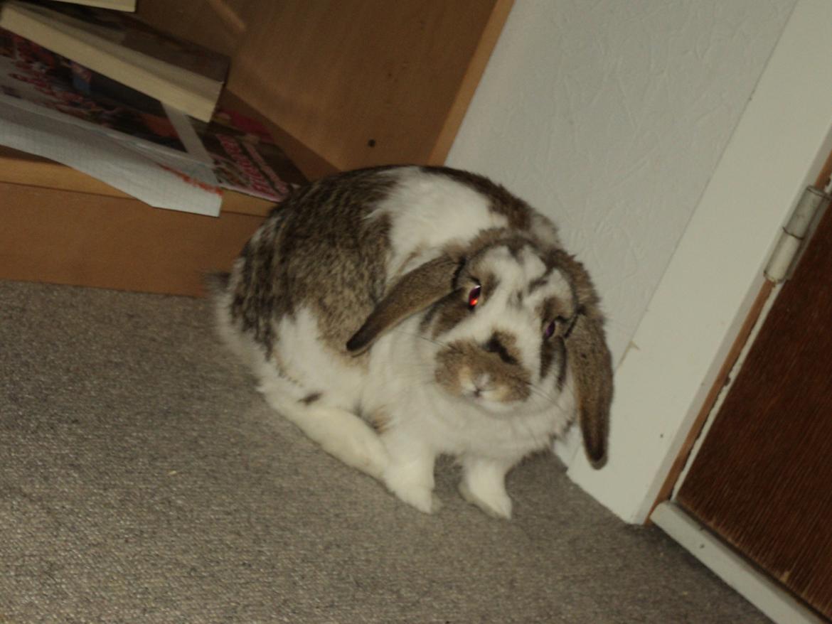 Kanin Wild way ( frede) - Hey hvorfor er der blitz hele tiden! billede 13