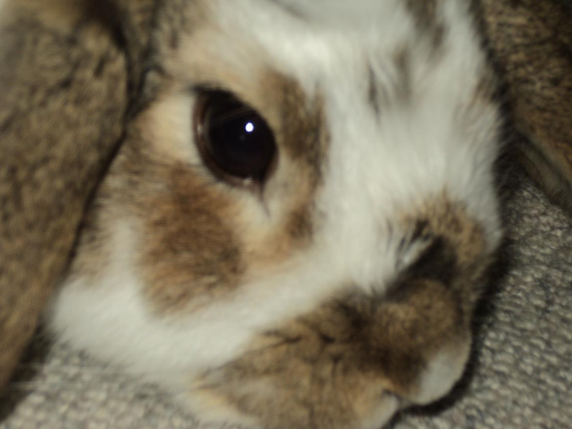 Kanin Wild way ( frede) - dette billede syntes jeg er så godt! billede 14