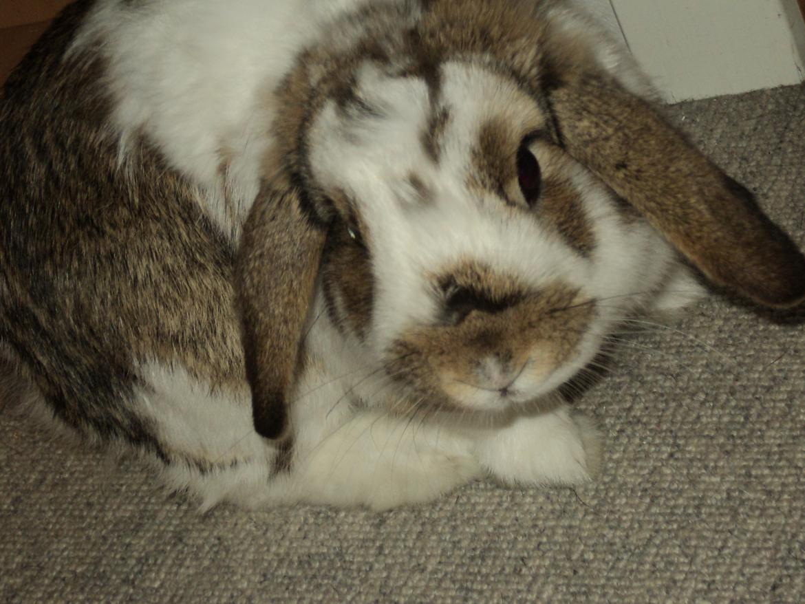 Kanin Wild way ( frede) billede 15