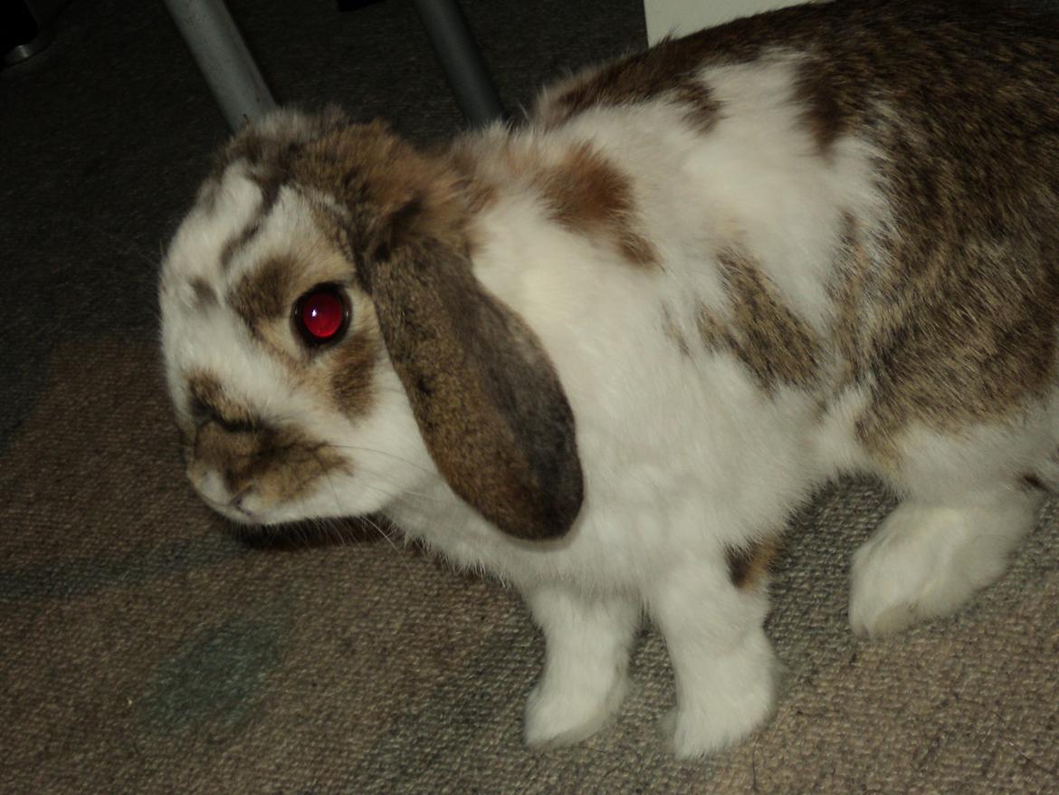 Kanin Wild way ( frede) billede 16