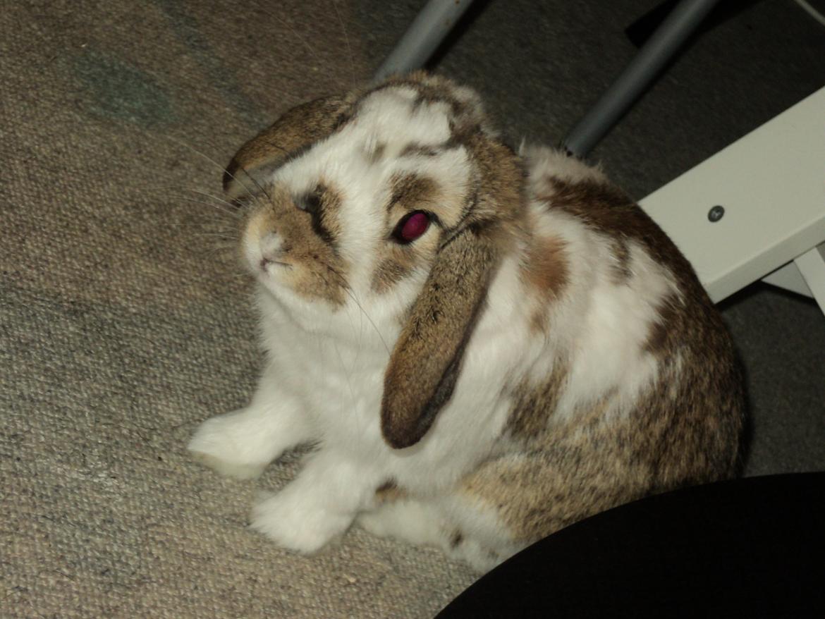 Kanin Wild way ( frede) - My loverboy!! billede 17