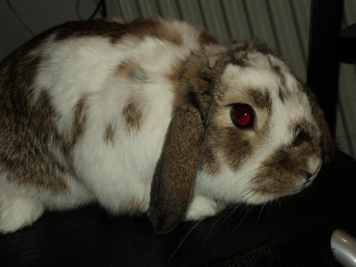 Kanin Wild way ( frede) billede 18