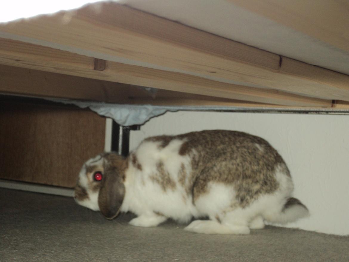 Kanin Wild way ( frede) - Ej mor nu må du alså stoppe jeg er ikke model Endnu!! billede 19