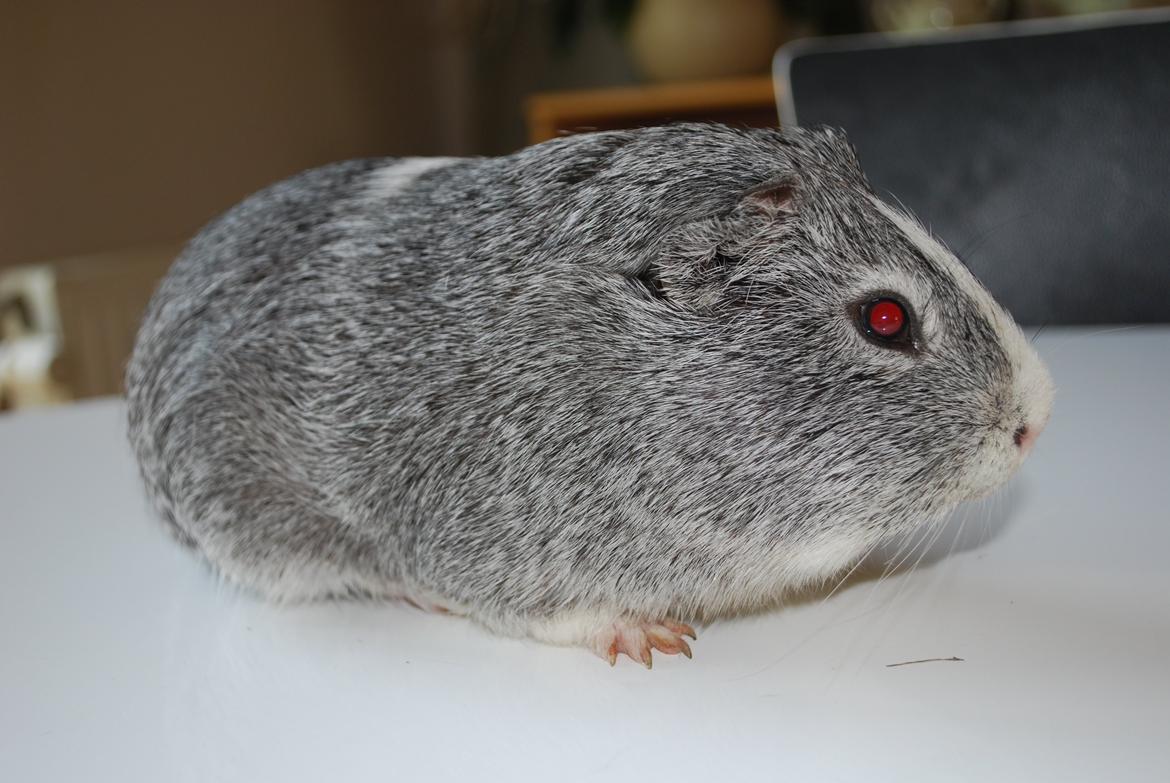 Marsvin Sherwoods Balthazar billede 2