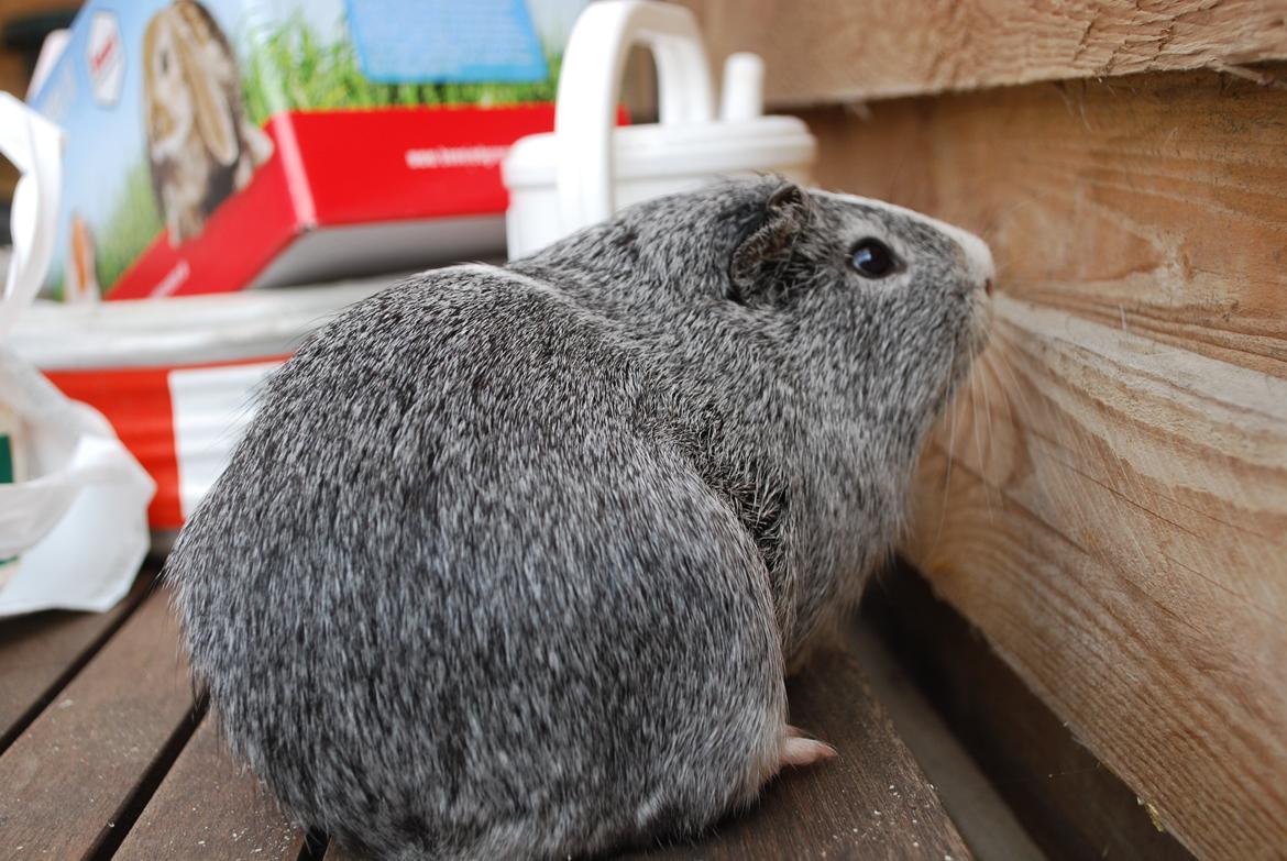 Marsvin Sherwoods Balthazar billede 3