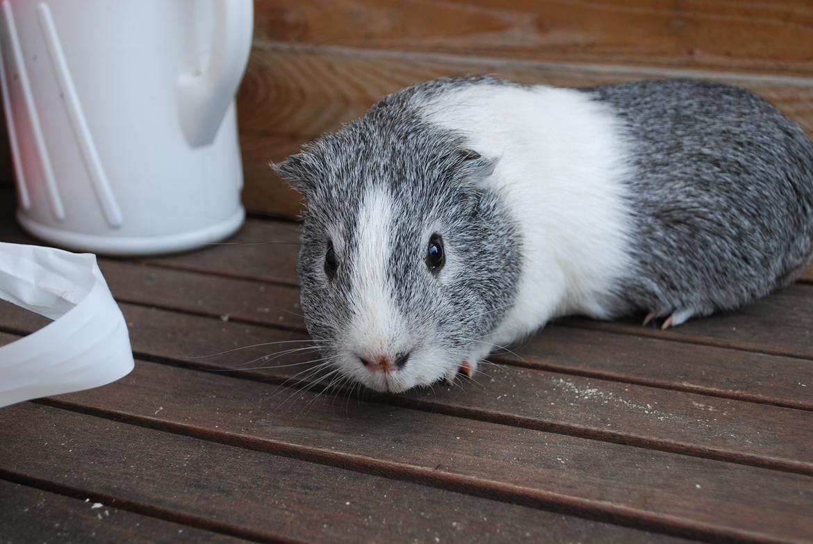 Marsvin Sherwoods Balthazar billede 4