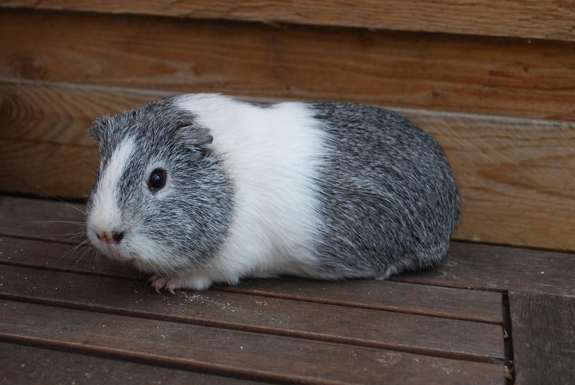 Marsvin Sherwoods Balthazar billede 5