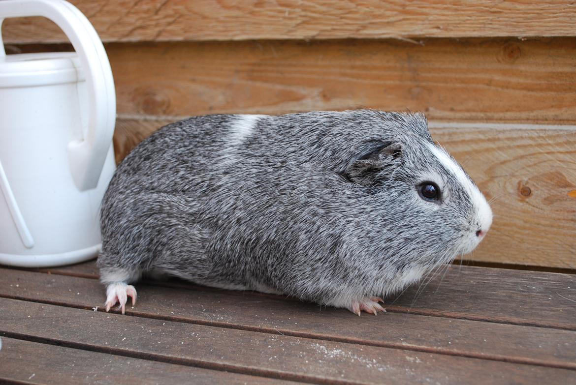 Marsvin Sherwoods Balthazar billede 6