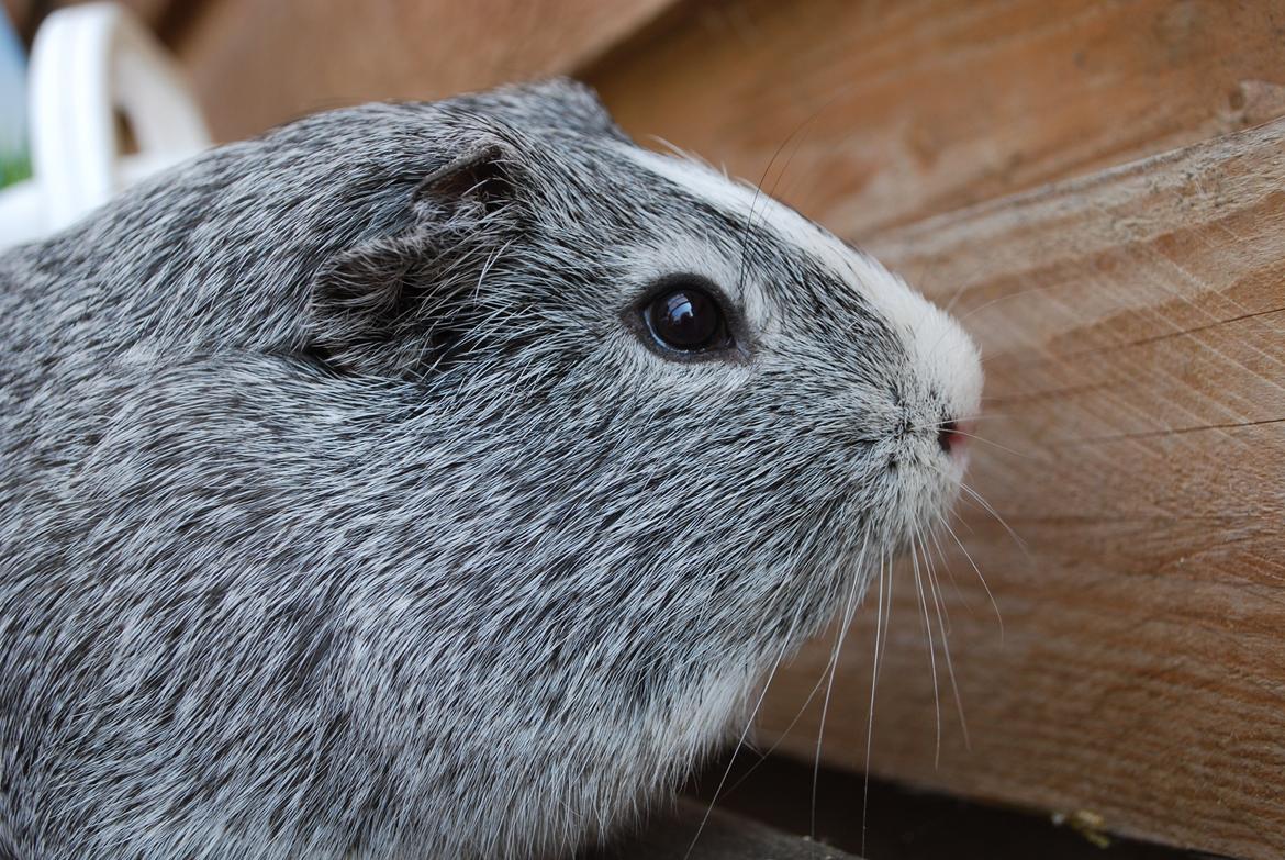 Marsvin Sherwoods Balthazar billede 7