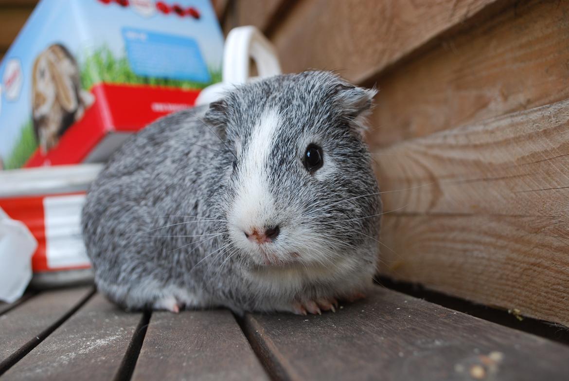 Marsvin Sherwoods Balthazar billede 8