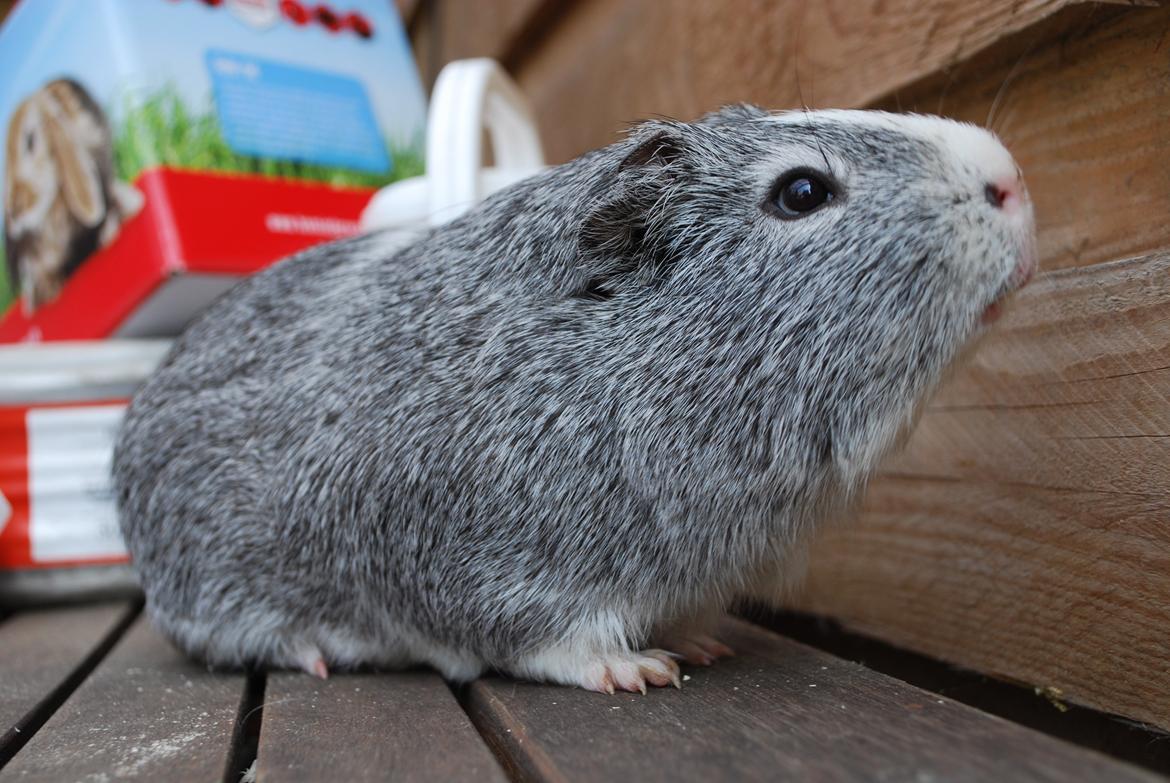 Marsvin Sherwoods Balthazar billede 9