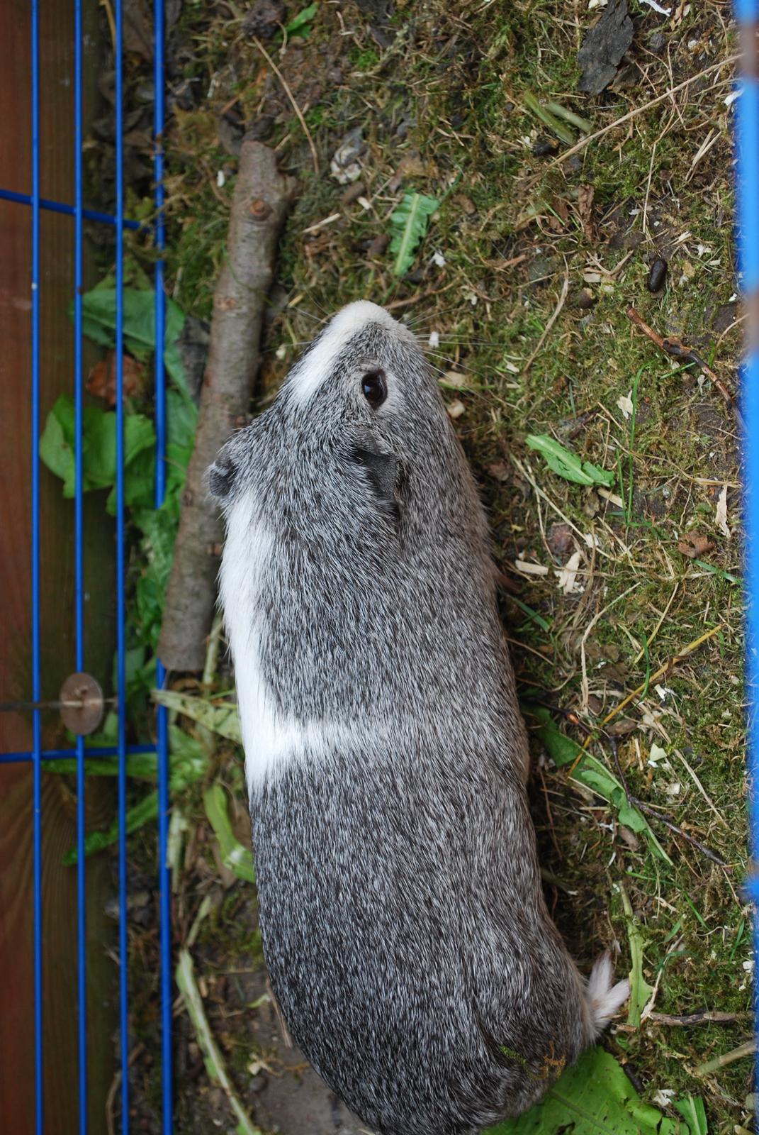 Marsvin Sherwoods Balthazar billede 10