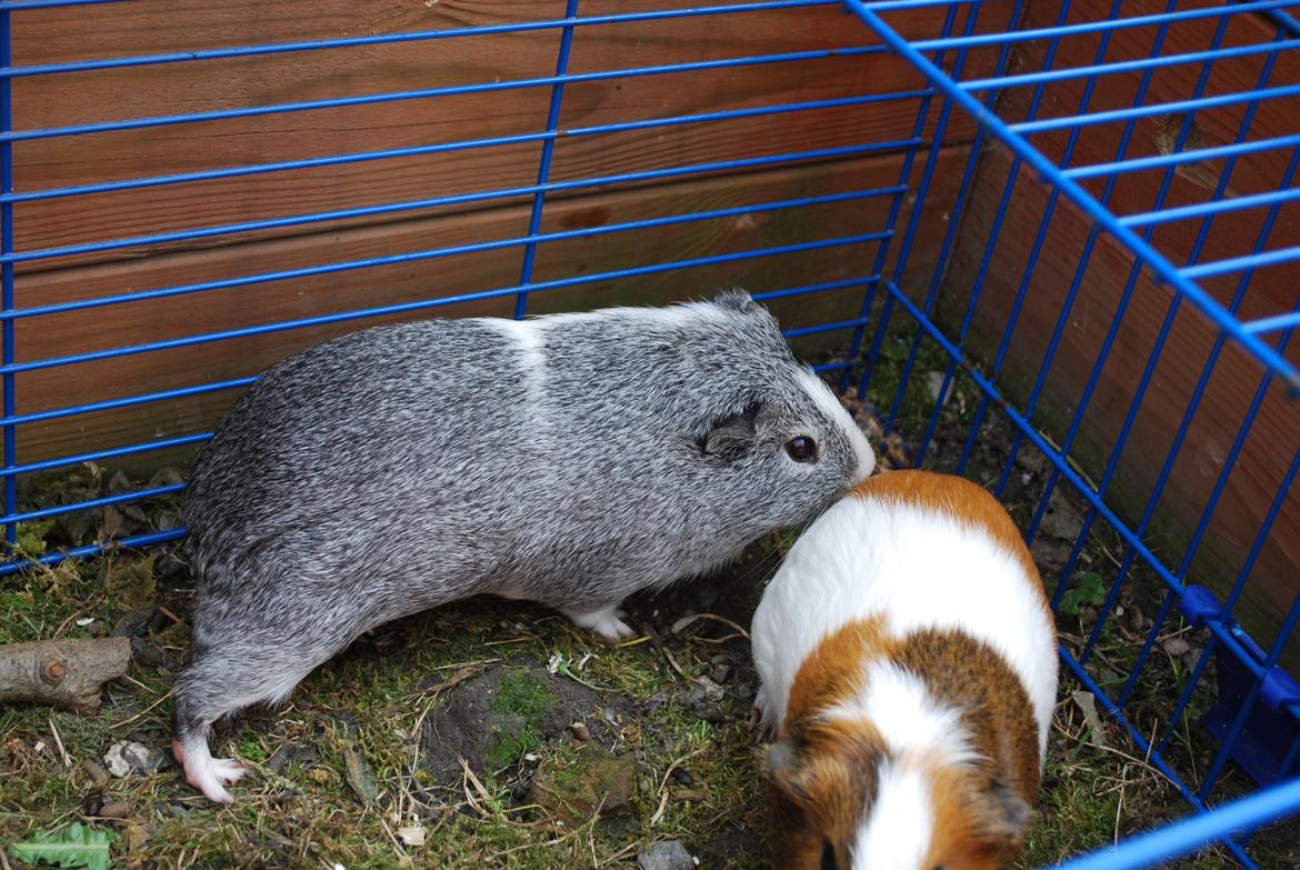 Marsvin Sherwoods Balthazar billede 11