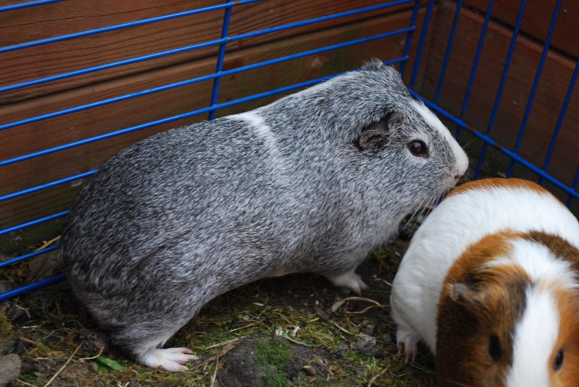 Marsvin Sherwoods Balthazar billede 12