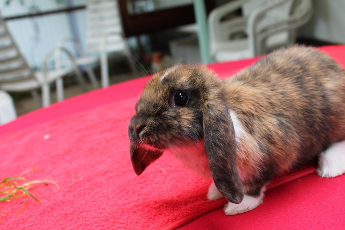 Kanin Golden Memories af Stampegården billede 1