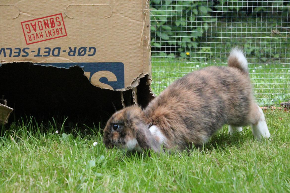 Kanin Golden Memories af Stampegården billede 2