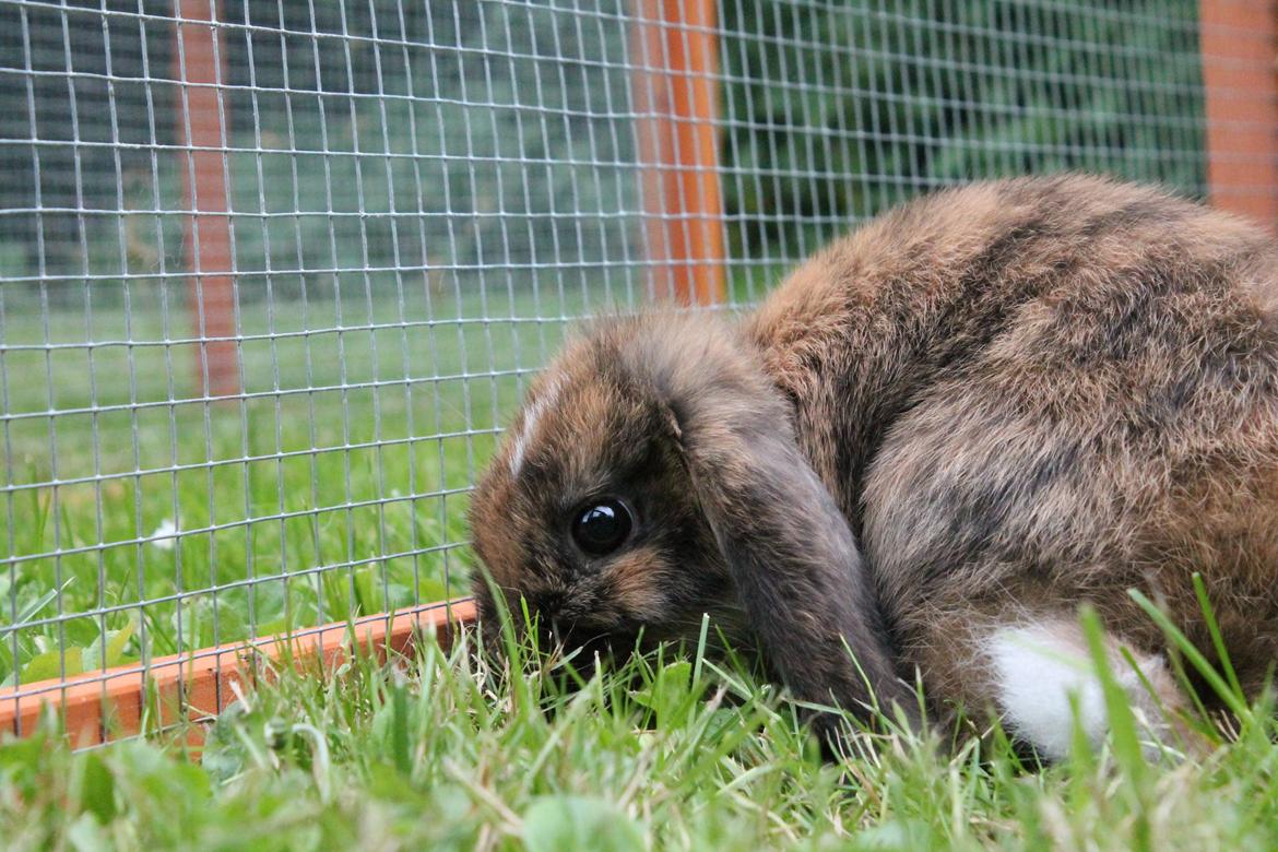 Kanin Golden Memories af Stampegården billede 4