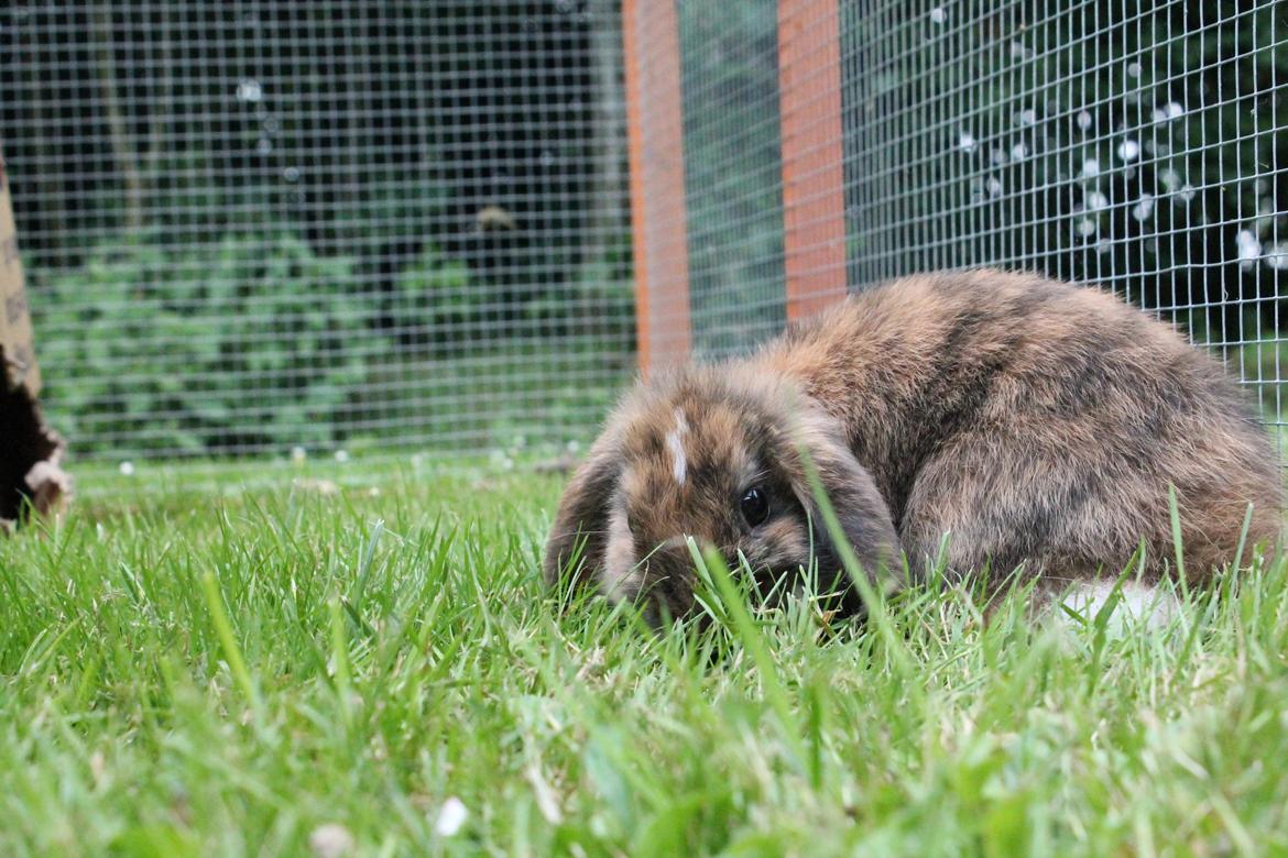 Kanin Golden Memories af Stampegården billede 5