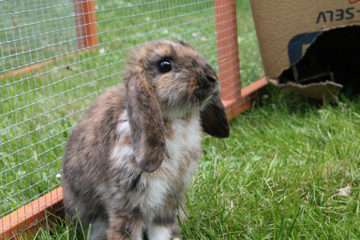 Kanin Golden Memories af Stampegården billede 6