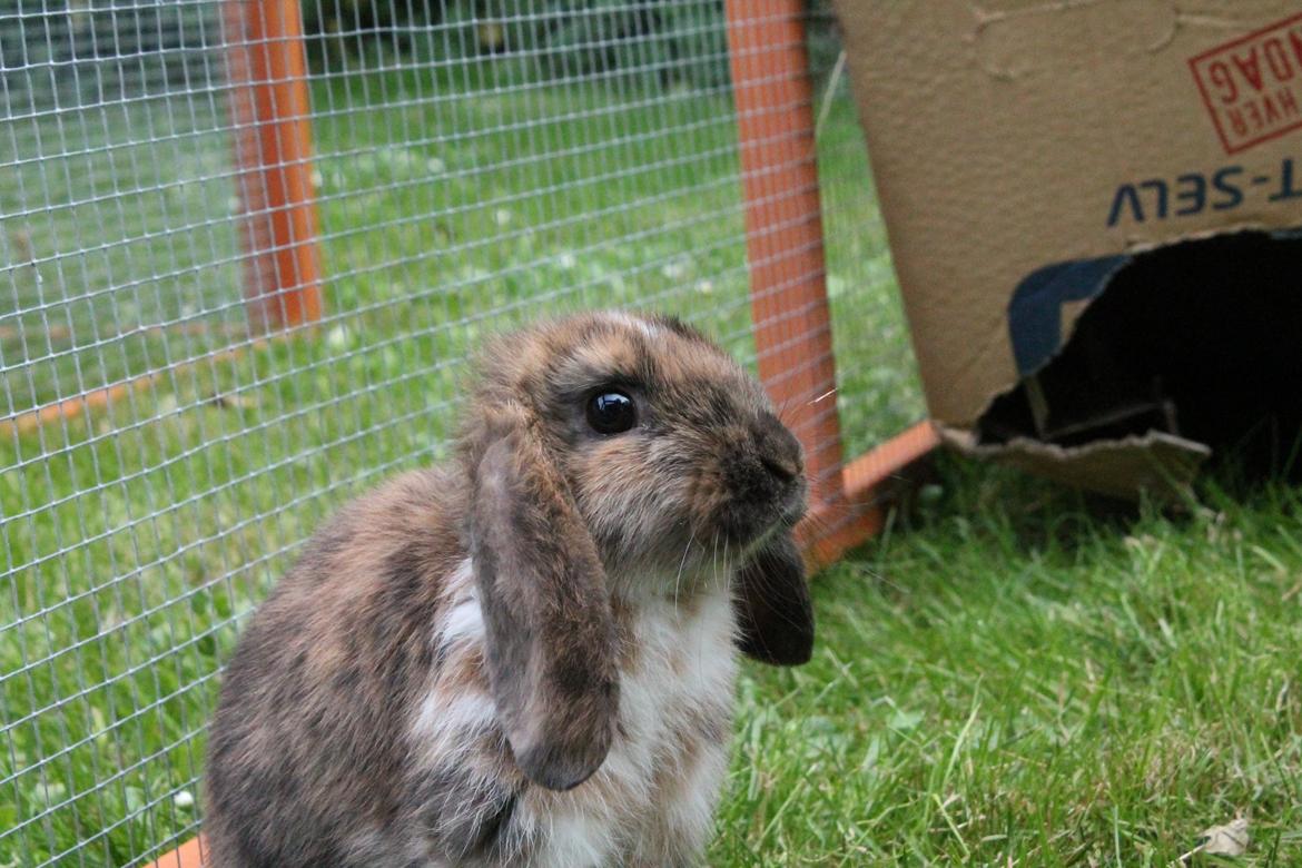 Kanin Golden Memories af Stampegården billede 7