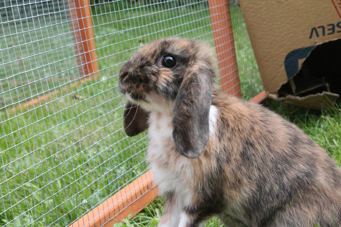 Kanin Golden Memories af Stampegården billede 8