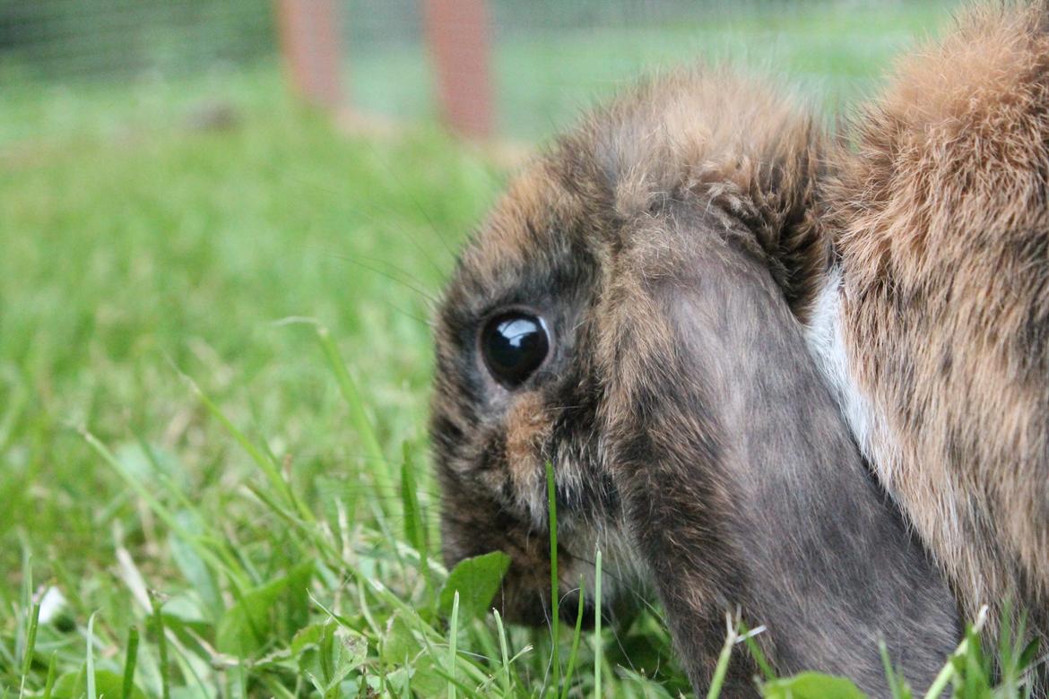 Kanin Golden Memories af Stampegården billede 9