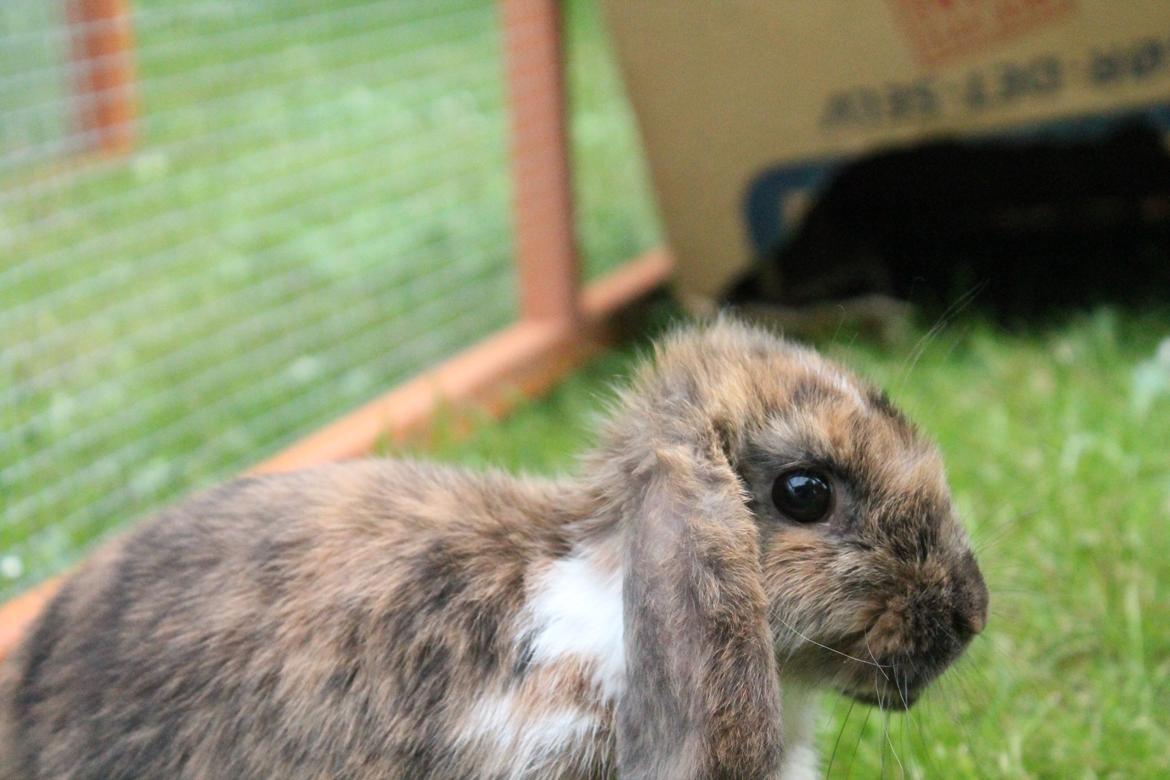 Kanin Golden Memories af Stampegården billede 10