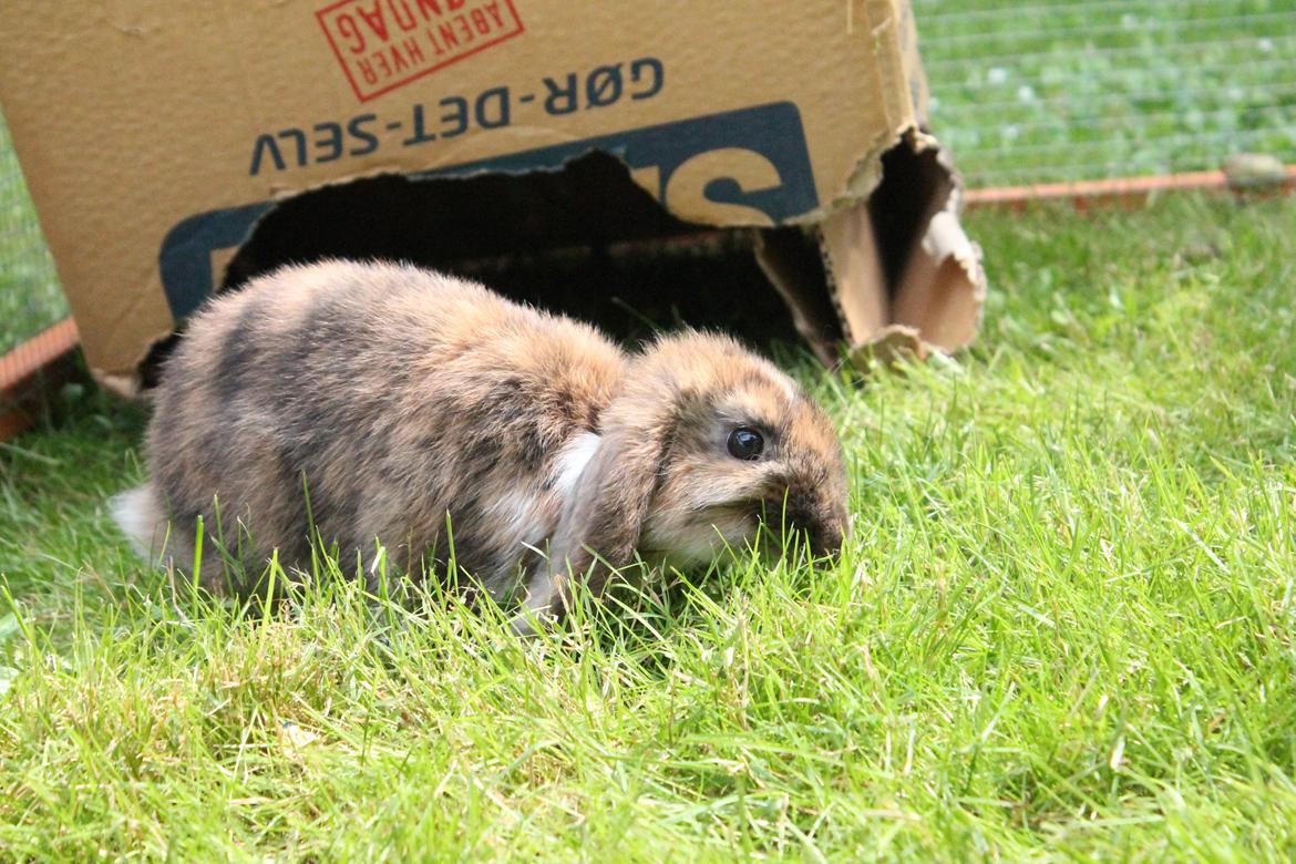 Kanin Golden Memories af Stampegården billede 11