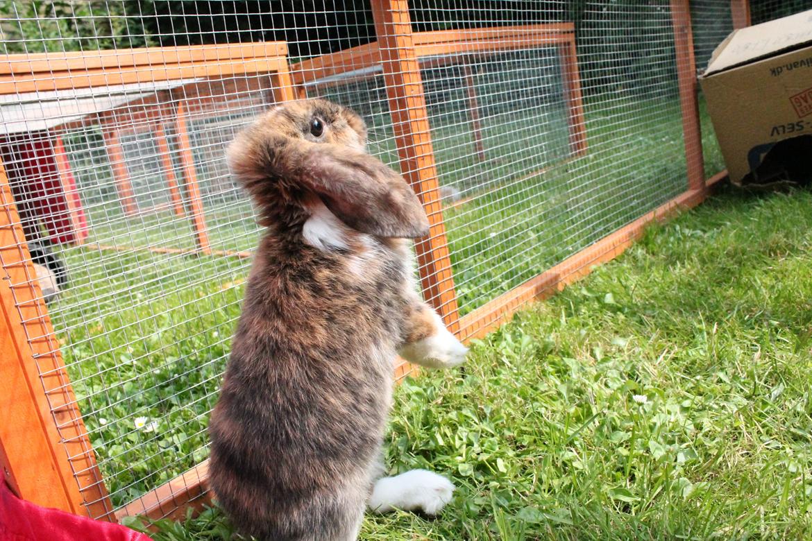 Kanin Golden Memories af Stampegården billede 3