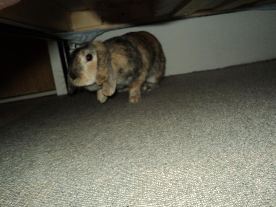 Kanin The Way of Mississippi ( Missi) - Lille lise liste tå! billede 3