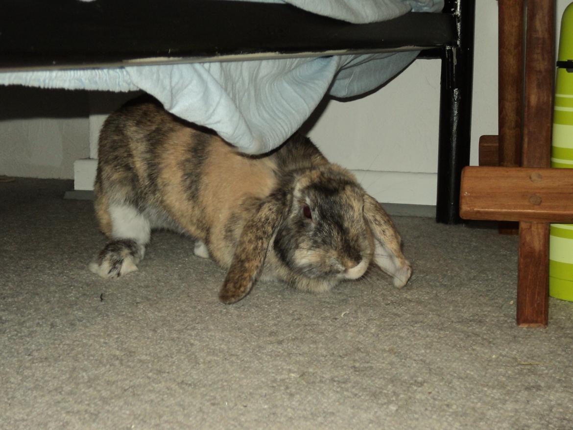 Kanin The Way of Mississippi ( Missi) billede 4