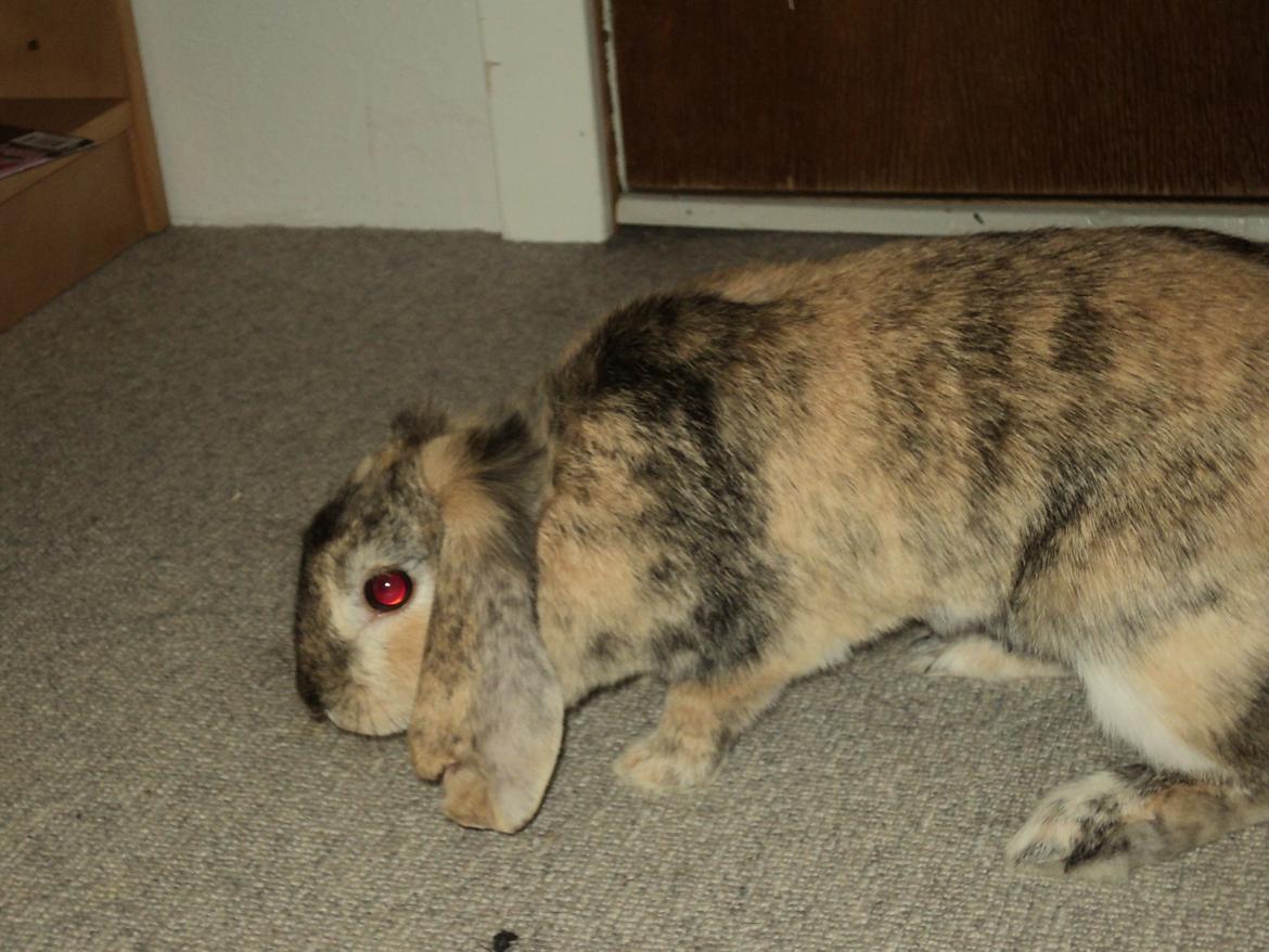 Kanin The Way of Mississippi ( Missi) billede 6