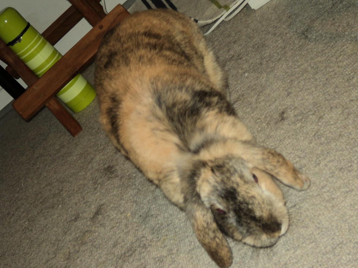 Kanin The Way of Mississippi ( Missi) billede 7