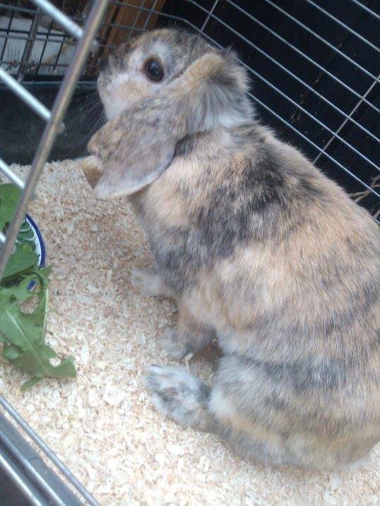 Kanin The Way of Mississippi ( Missi) billede 8