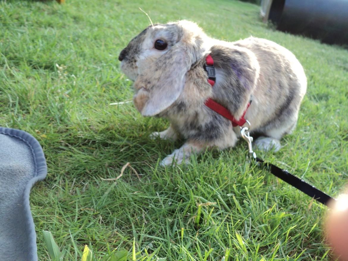 Kanin The Way of Mississippi ( Missi) billede 9