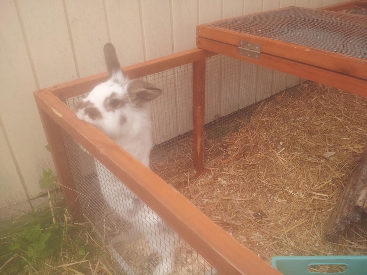 Kanin Carlo billede 10