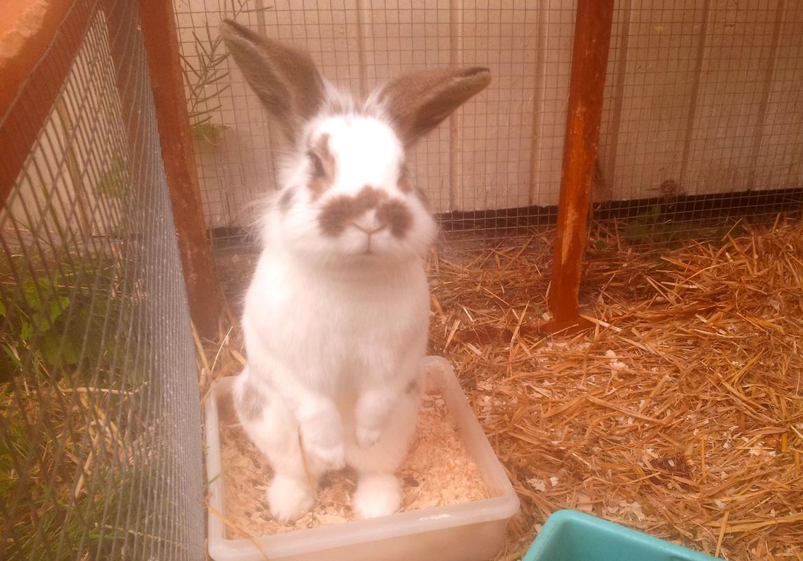 Kanin Carlo billede 9