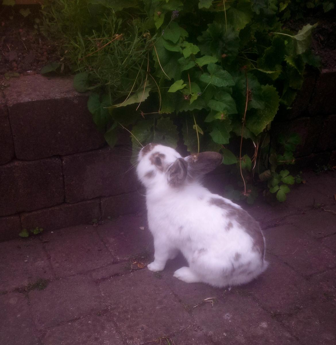 Kanin Carlo billede 11