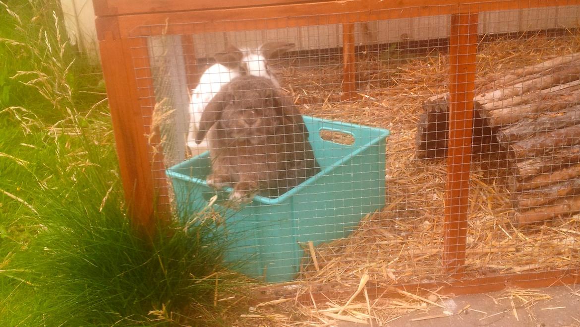 Kanin Ludvig billede 9