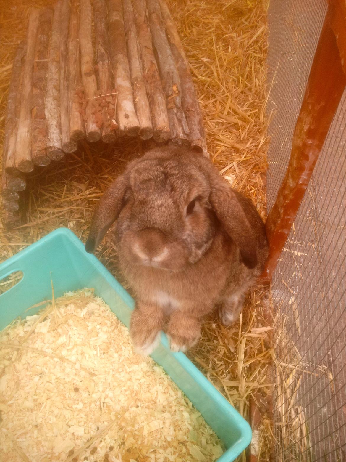 Kanin Ludvig billede 10