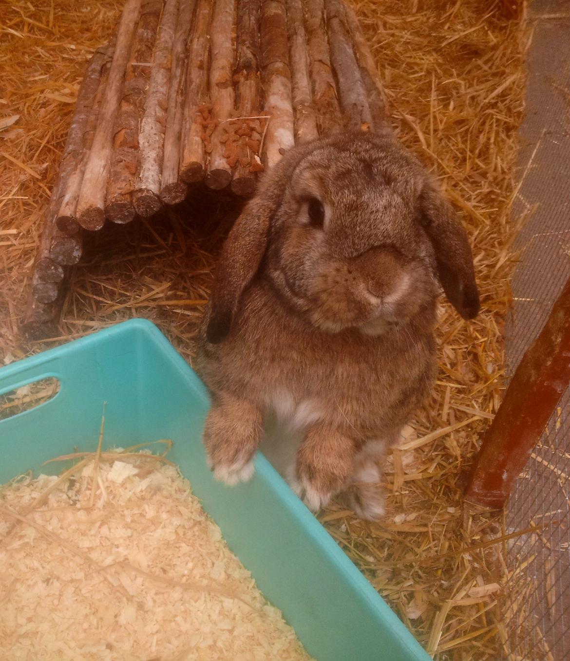 Kanin Ludvig billede 11