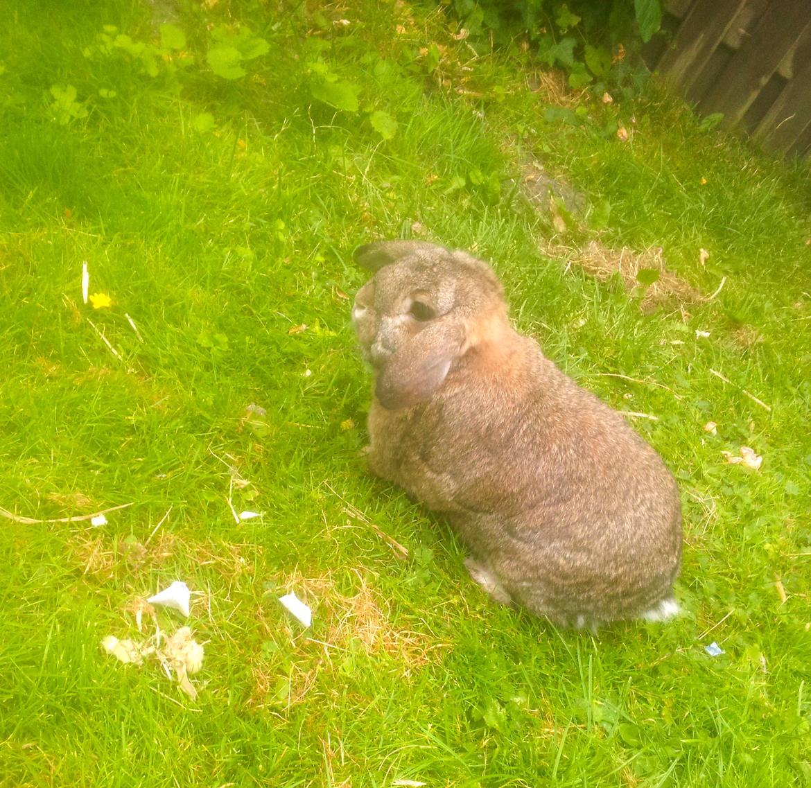 Kanin Ludvig billede 12