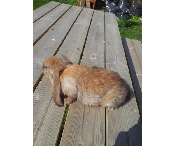 Kanin Fransk vædder ( madagascar) billede 1