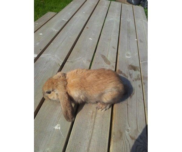 Kanin Fransk vædder ( madagascar) billede 3