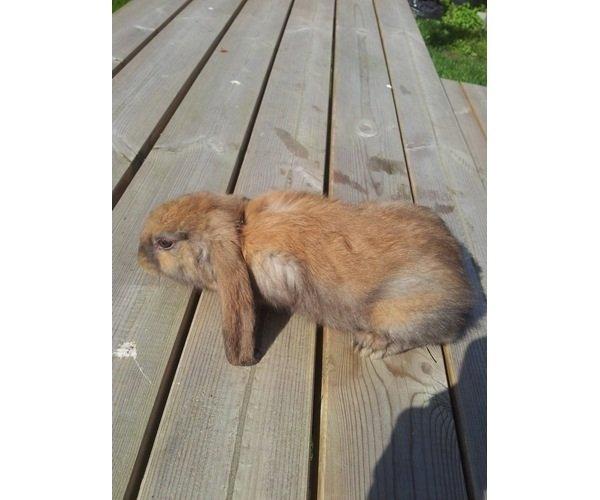 Kanin Fransk vædder ( madagascar) billede 4