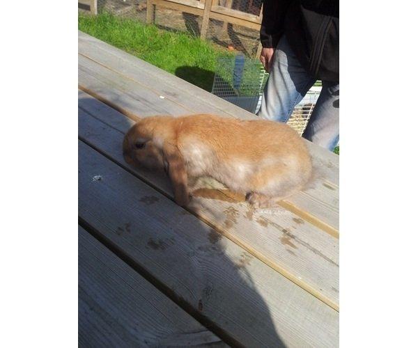 Kanin Fransk vædder ( madagascar) billede 2