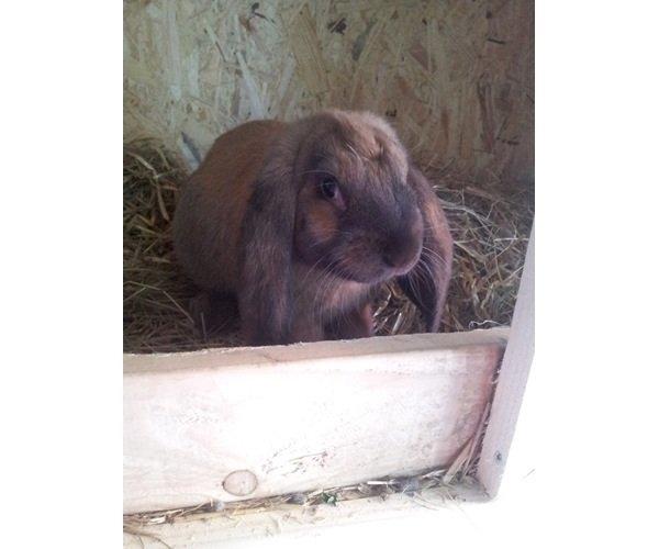 Kanin Fransk vædder ( madagascar) billede 5